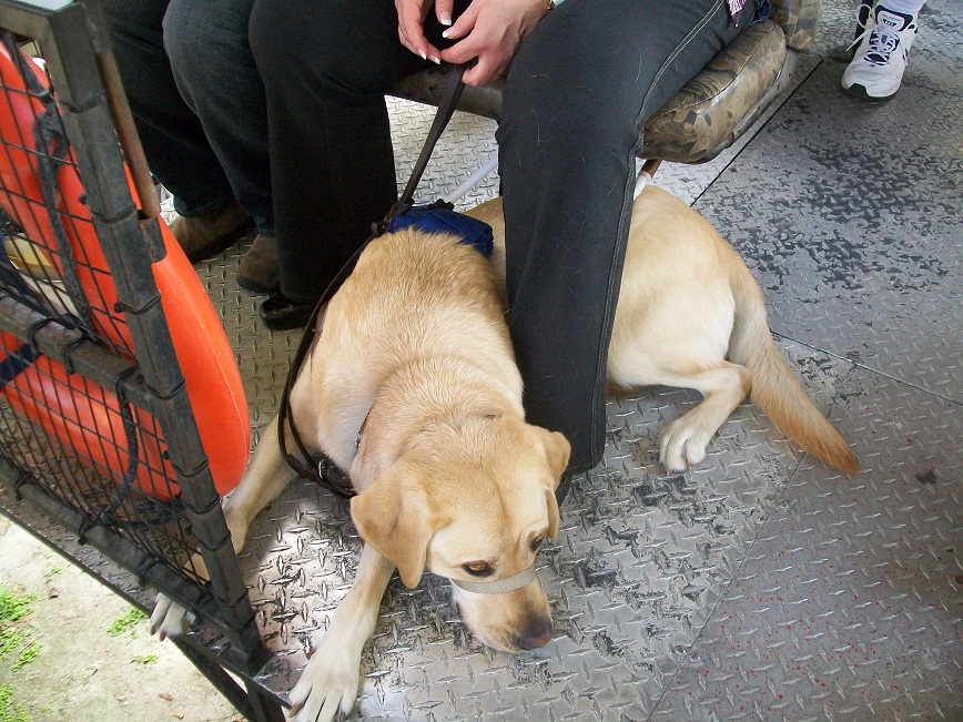 picture of Trooper on the buggy